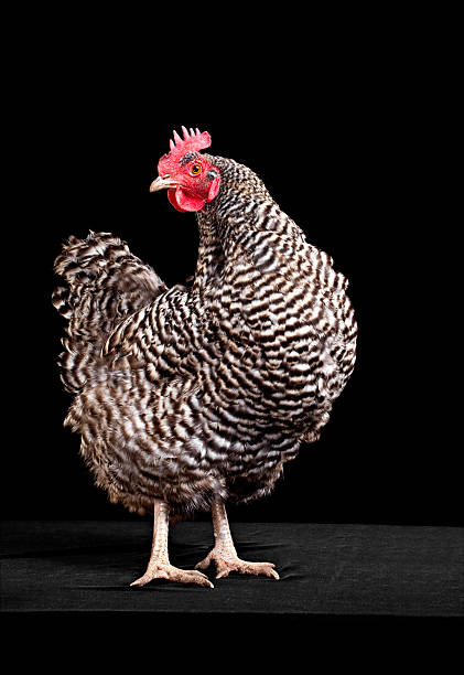 Barred Plymouth Rock hen. Shot against  a black background.