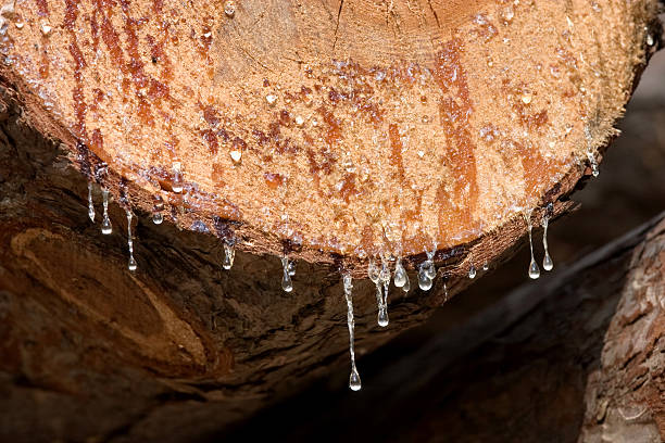 tronc d'arbre, résine gouttes - tree resin photos et images de collection