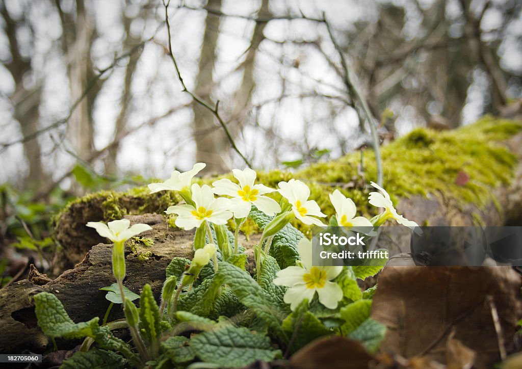 Primroses in Woodland Primroses flowering deep in a mossy wood. Close-up. Backgrounds Stock Photo