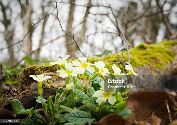 Primroses In Woodland Stock Photo - Download Image Now - Backgrounds, Beauty In Nature, Botany