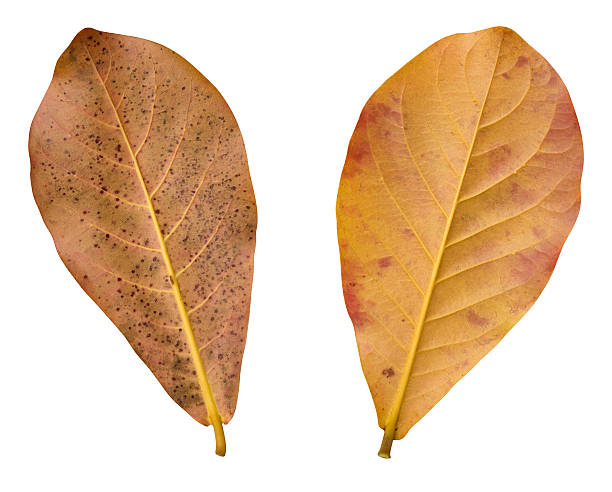 istock Tropical autumn leaves isolated on white with clipping path 182705200
