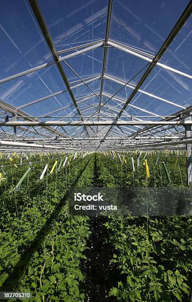 Detalhe De Estufa - Fotografias de stock e mais imagens de Agricultura - Agricultura, Azul, Botão - Estágio de flora