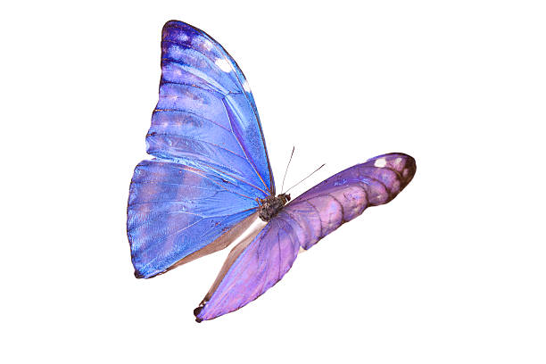 Butterfly Blue Morpho Adonis Huallaga Stock Photo - Download Image