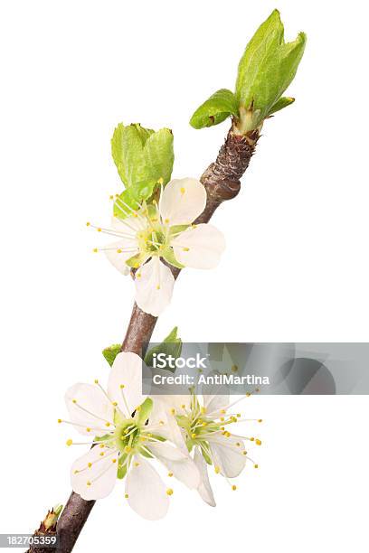 Photo libre de droit de Fleurs De Cerisier Isolé Sur Blanc banque d'images et plus d'images libres de droit de Blanc - Blanc, Branche - Partie d'une plante, Brindille