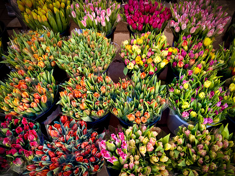 Full frame from above outdoors of many beautiful fresh bouquets of tulips in different colors.