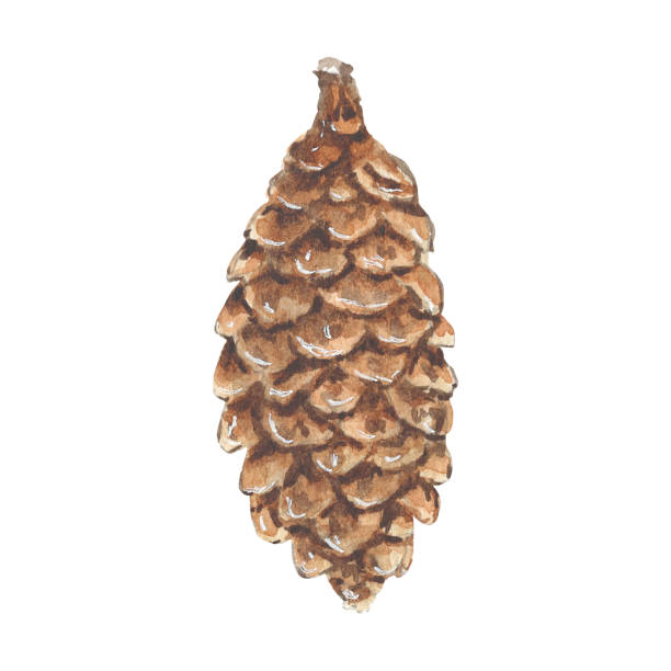 ilustrações de stock, clip art, desenhos animados e ícones de christmas watercolor brown fir cone isolated on a white background. illustration for greeting cards, banners, invitations, calendars, logo, postcard, logo, postcard. art for design - snow leaf branch winter