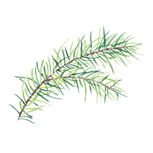 ilustrações de stock, clip art, desenhos animados e ícones de christmas watercolor green pine or fir branches isolated on a white background. illustration for greeting cards, banners, invitations, calendars, logo, postcard. art for design - snow leaf branch winter