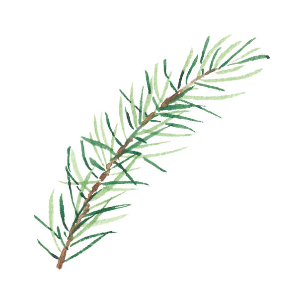 istock Christmas watercolor green pine or fir branches isolated on a white background. Illustration for greeting cards, banners, invitations, calendars, logo, postcard. Art for design 1827057910