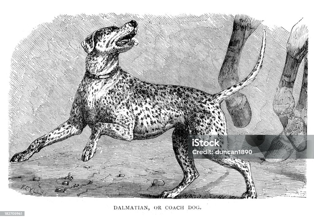 Dogs Dalmatian Or Coach Dog Stock Illustration - Download Image Now -  Animal, Animal Attribute, Animal Behavior - iStock