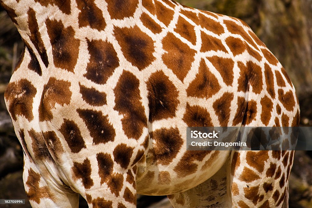 Жираф стиль - Стоковые фото Reticulated Giraffe роялти-фри