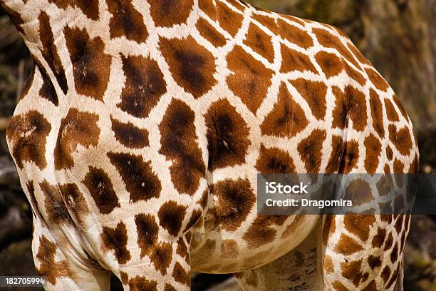 Жираф Стиль — стоковые фотографии и другие картинки Reticulated Giraffe - Reticulated Giraffe, Африка, Бежевый