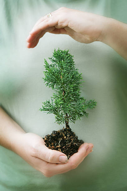 고요한 성장 - development tree human hand bonsai tree 뉴스 사진 이미지