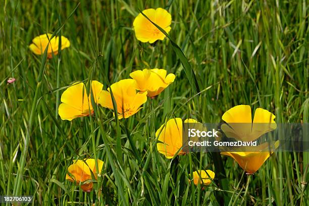 Kalifornischer Mohn Wildblumen Nahaufnahme Stockfoto und mehr Bilder von Ansicht aus erhöhter Perspektive - Ansicht aus erhöhter Perspektive, Bildschärfe, Blume