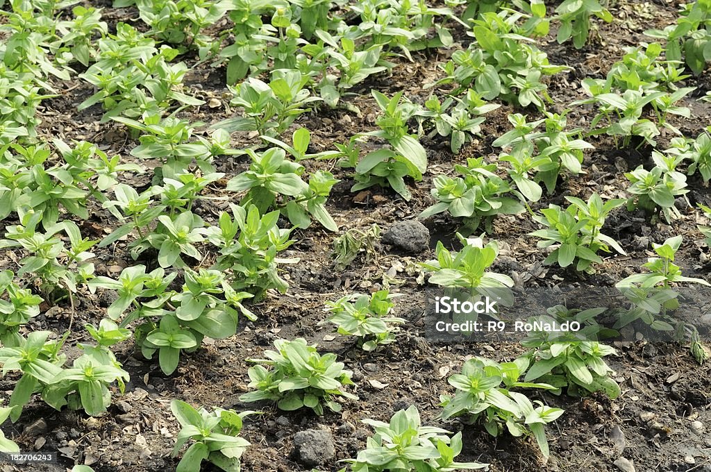 Wachsende Sprout - Lizenzfrei Agrarbetrieb Stock-Foto