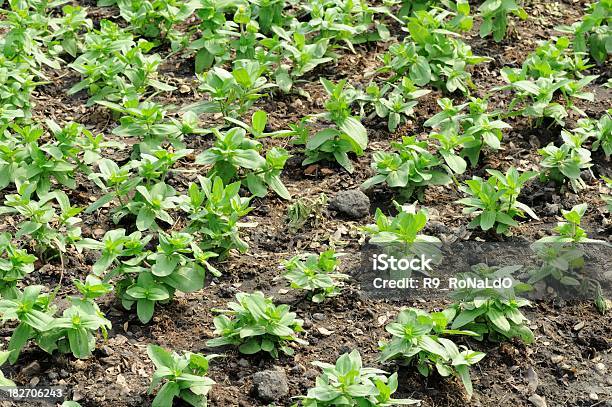 Wachsende Sprout Stockfoto und mehr Bilder von Agrarbetrieb - Agrarbetrieb, Anfang, Baum