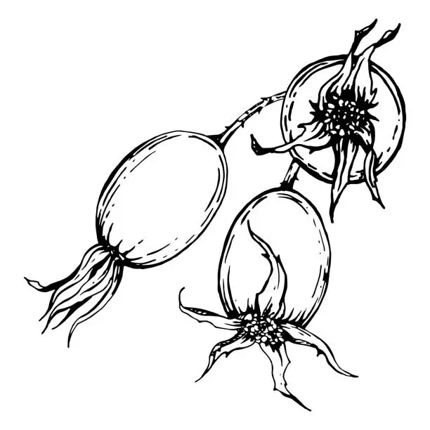 Vector illustration of Graphic illustration of rosehip. Vector monochrome clip art of Wild rose. Outline linear hand drawn floral design element. Sketch Dog-rose, briar, brier, eglantine, canker-rose berries for symbol, print