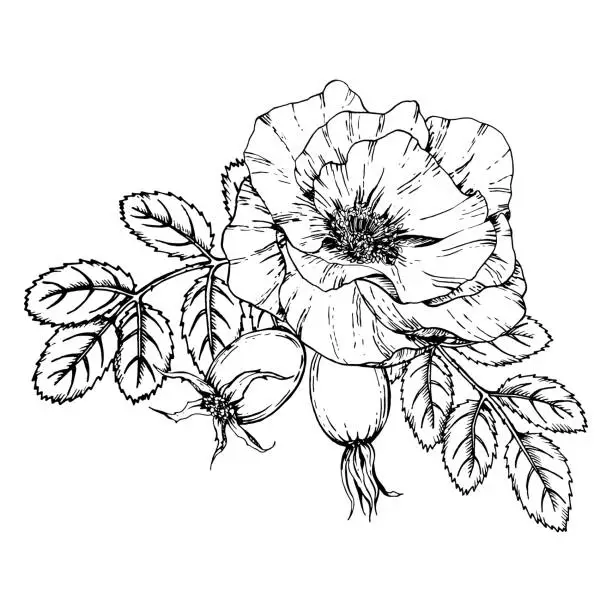 Vector illustration of Graphic illustration of rosehip. Vector monochrome clip art of Wild rose. Outline linear hand drawn floral design element. Sketch Dog-rose, briar, brier, eglantine, canker-rose for symbol, wedding print