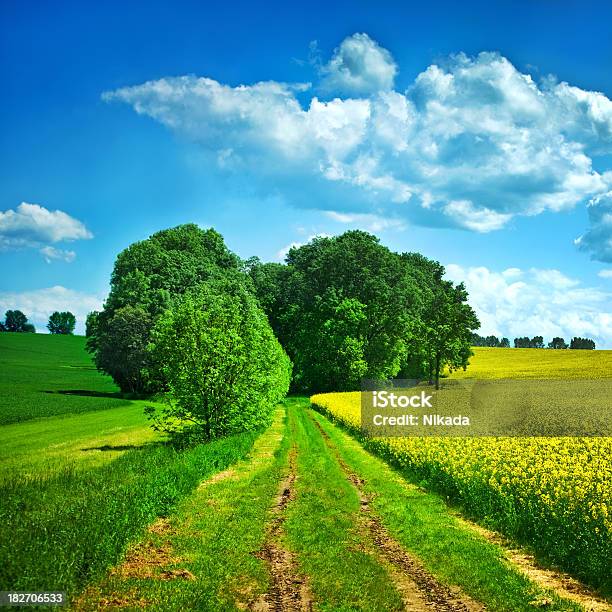 Photo libre de droit de Chemin À Travers Les Champs De Viol banque d'images et plus d'images libres de droit de Agriculture - Agriculture, Aller de l'avant, Arbre