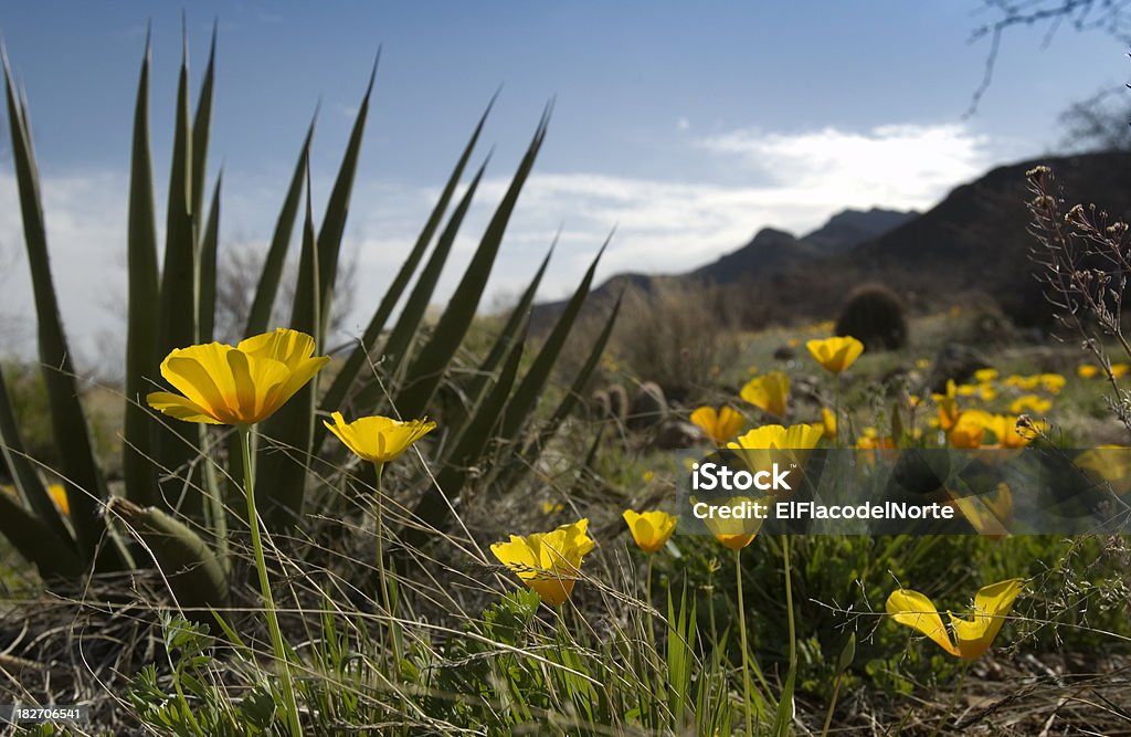 Amapola mexicana flower_spanish Puñal Yucca - Foto de stock de El Paso - Texas libre de derechos