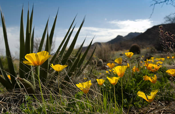 amapola mexicana flower_spanish puñal yucca - desierto chihuahua fotografías e imágenes de stock