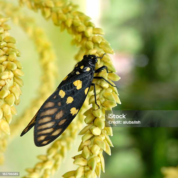 Cicada On Palm Branch Stock Photo - Download Image Now - Animal, Animal Body Part, Animal Wildlife