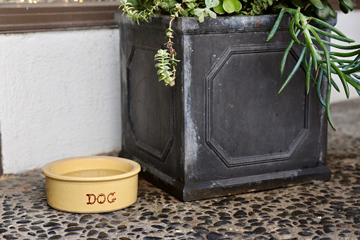 Pet friendly boutique leaves fresh water bowl out for dogs