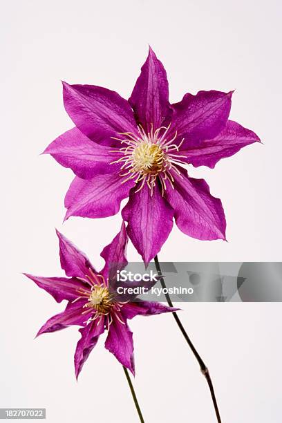 Waldrebe Und Stielgrün Stockfoto und mehr Bilder von Akelei - Akelei, Blume, Blüte