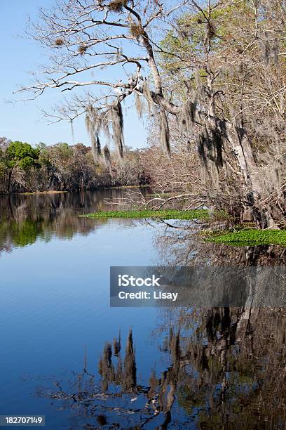 Reflexion Von Moss Stockfoto und mehr Bilder von Abgeschiedenheit - Abgeschiedenheit, Baum, Florida - USA