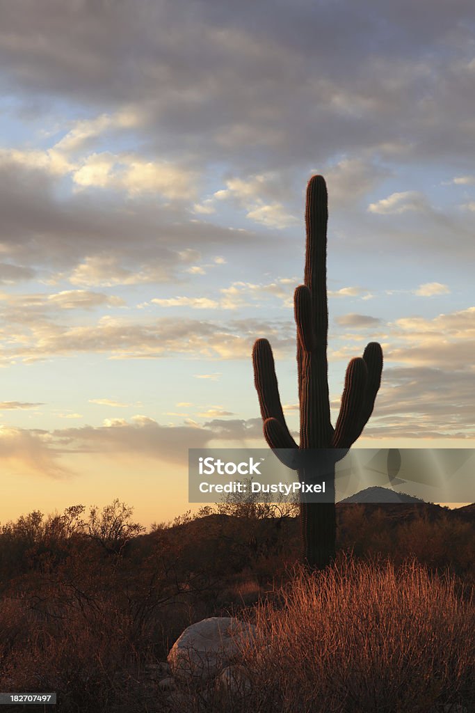 Lever de soleil à Saguaro - Photo de Lever du soleil libre de droits