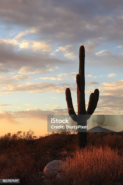 Photo libre de droit de Lever De Soleil À Saguaro banque d'images et plus d'images libres de droit de Lever du soleil - Lever du soleil, Phoenix - Arizona, Saguaro