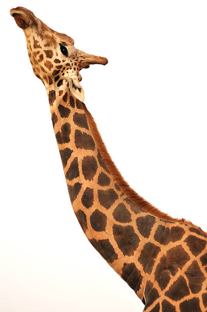 giraffe stretching her neck