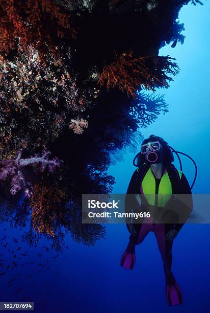 Recife Explorer - Fotografias de stock e mais imagens de Abaixo - Abaixo, Adulto, Animal