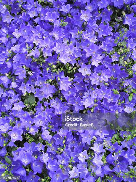 Blu Fiori Campanula - Fotografie stock e altre immagini di Campanula grandiflora - Campanula grandiflora, Campanula - Fiore delle zone temperate, Fiore