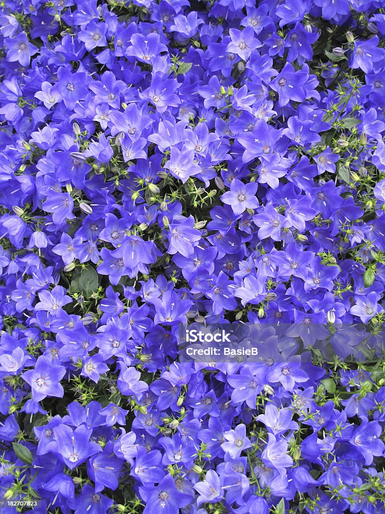 Campânula flor azul - Foto de stock de Campanula grandiflora royalty-free
