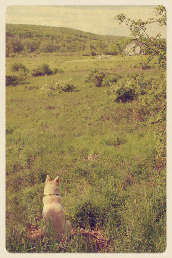 Retro-styled postcard of a golden dog watching over a prairie. All artwork is my own.