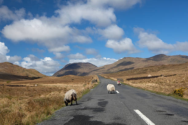 istock traveling on the ring of kerry 182708149