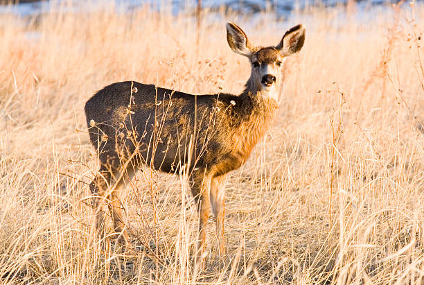 Cute mule deer does enjoys a beautiful Colorado spring evening
