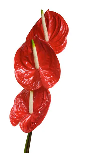Photo of Red flowers on a white background.