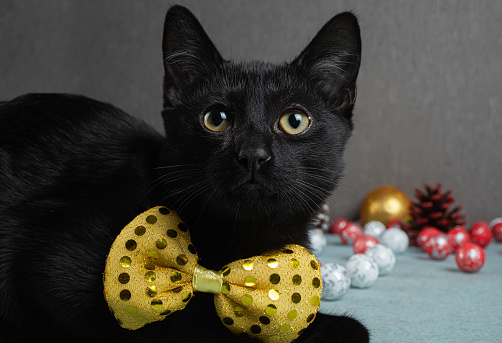 A black cat sits in a yellow bow tie near Christmas decorations.  Selective focus.