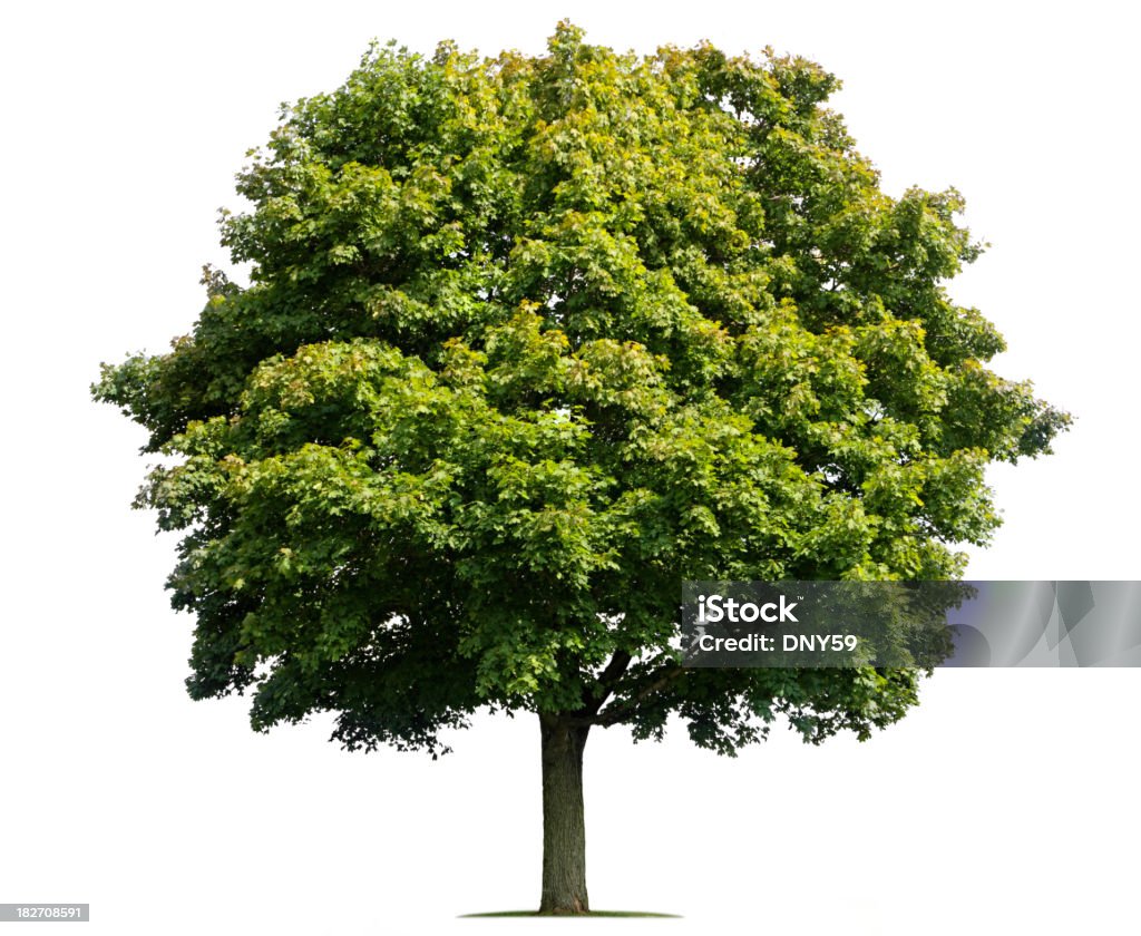 Maple Tree Maple Tree isolated on white.To see more isolated trees click on the link below: Cut Out Stock Photo