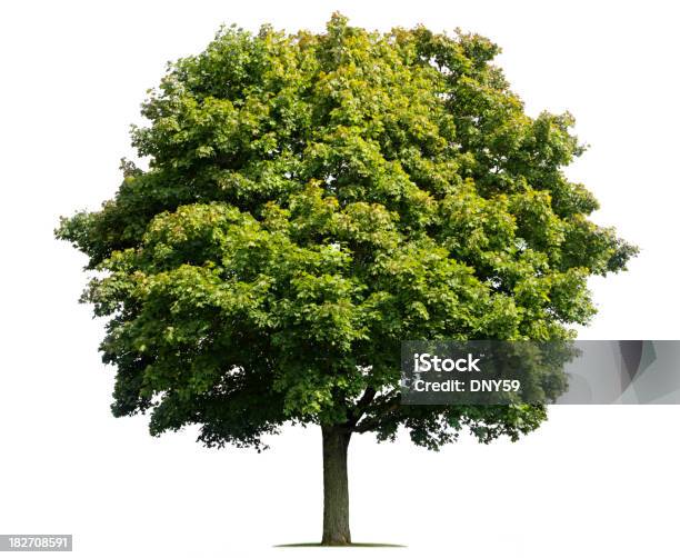 Maple Tree Stock Photo - Download Image Now - Cut Out, Single Tree, Deciduous Tree