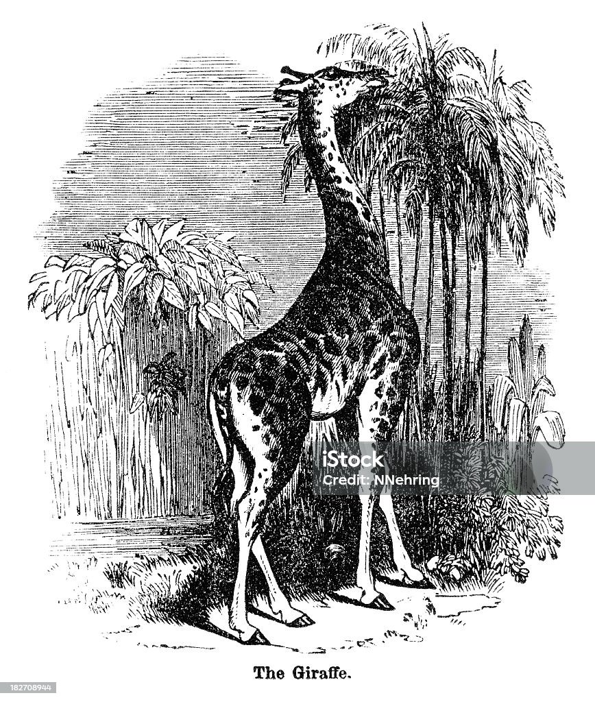 giraffe Wood engraving of giraffe. Illustrated Natural History by Rev. J. G. Wood, published in USA in 1882. 1880-1889 stock illustration