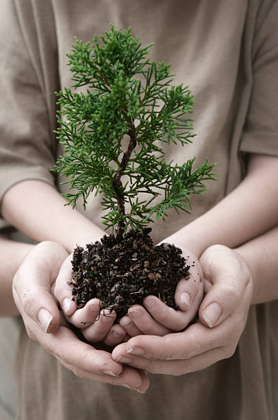 좋은 시계바늘 - development tree human hand bonsai tree 뉴스 사진 이미지