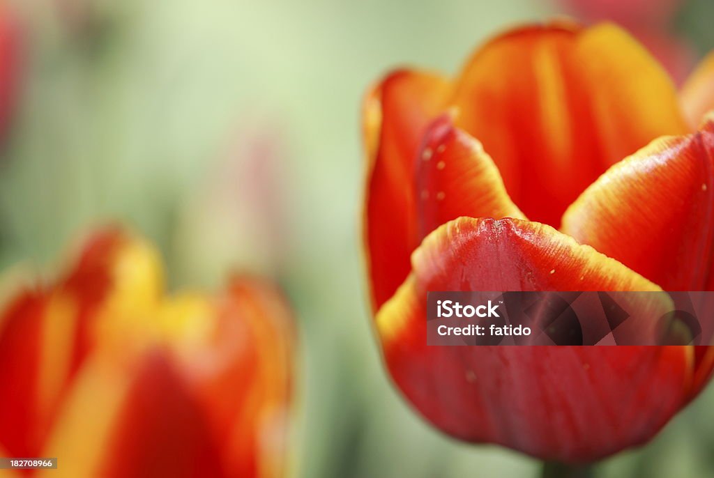 tulipano - Foto stock royalty-free di Aiuola
