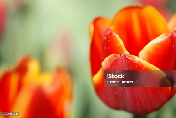 Tulipano - Fotografie stock e altre immagini di Aiuola - Aiuola, Allegro, Ambientazione esterna