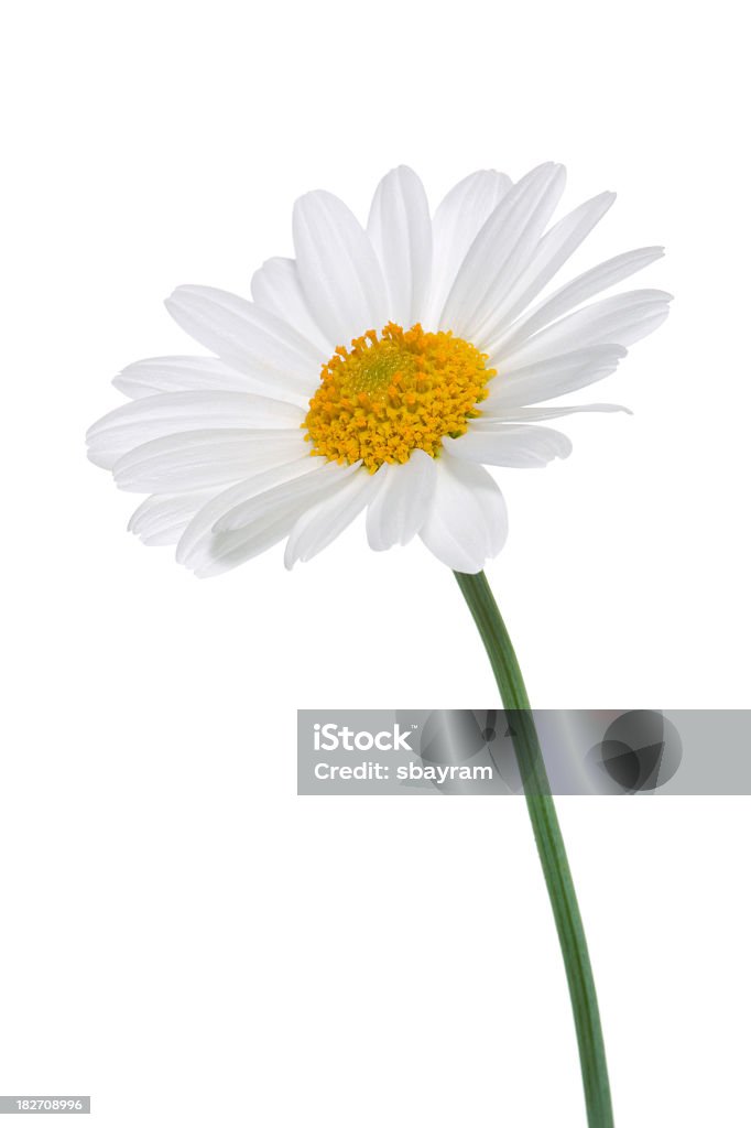 Daisy isolated Studio Shot of White Colored Daisy Isolated on White Background Daisy Stock Photo