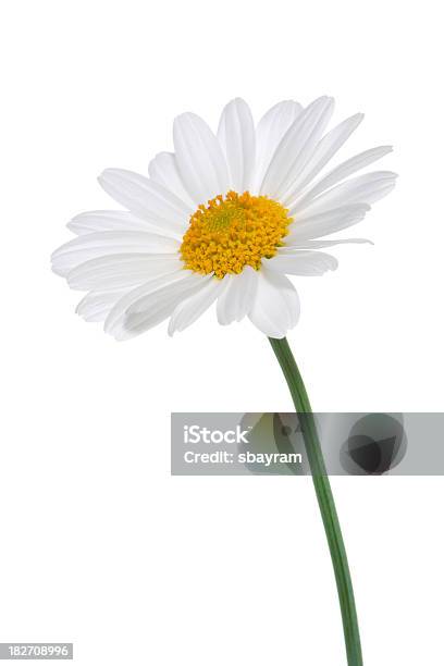 Daisy Isolated Stock Photo - Download Image Now - Daisy, Flower, Cut Out