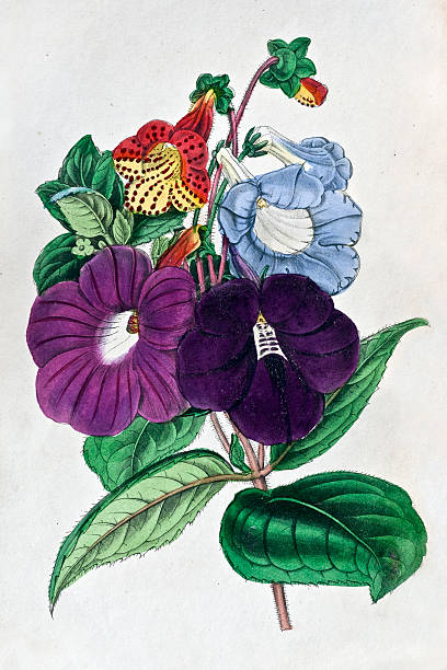 Vintage Flowers Coloured Botanical Engraving - Achimenes "Vintage hand coloured illustration of Achimenes flowers. Clockwise from top left (dotted red and yellow variety) Picta, Multiflora, Patens and Grandiflora. From book published 1840, the etching was hand coloured at time of production.One in a series of 12 rare botanical illustrations. See my portfolio for more..." aquatint stock illustrations