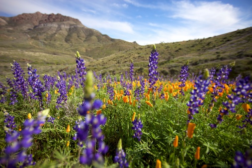 Springtime wildflowers in Arizona.