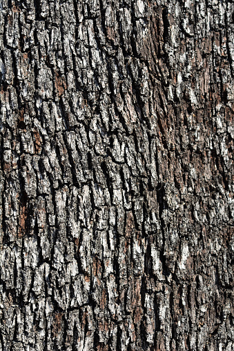 Evergreen oak bark detail - Latin name - Quercus ilex